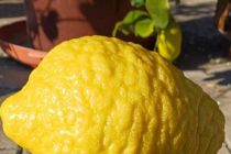 Limone v Prlekiji