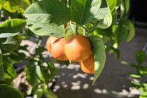 Limone v Prlekiji