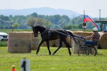 Mednarodno srečanje kočijažev in konjenikov
