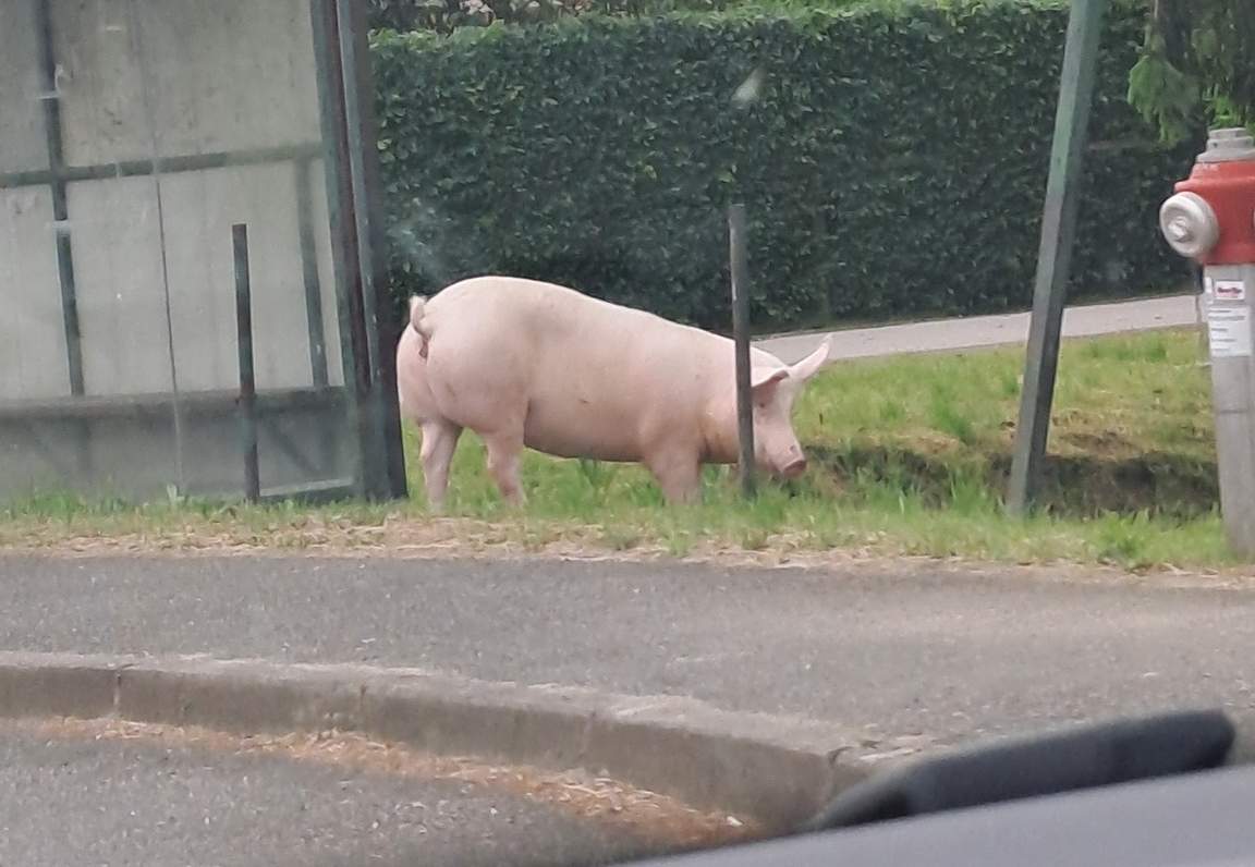 Pujs se sprehaja po vasi Pujs se sprehaja po vasi