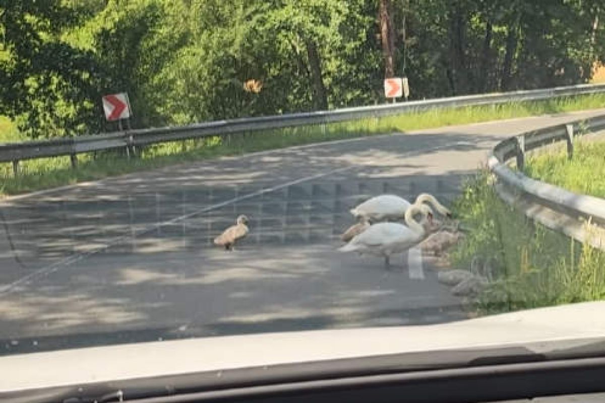 Labodja družinica na cesti Labodja družinica na cesti