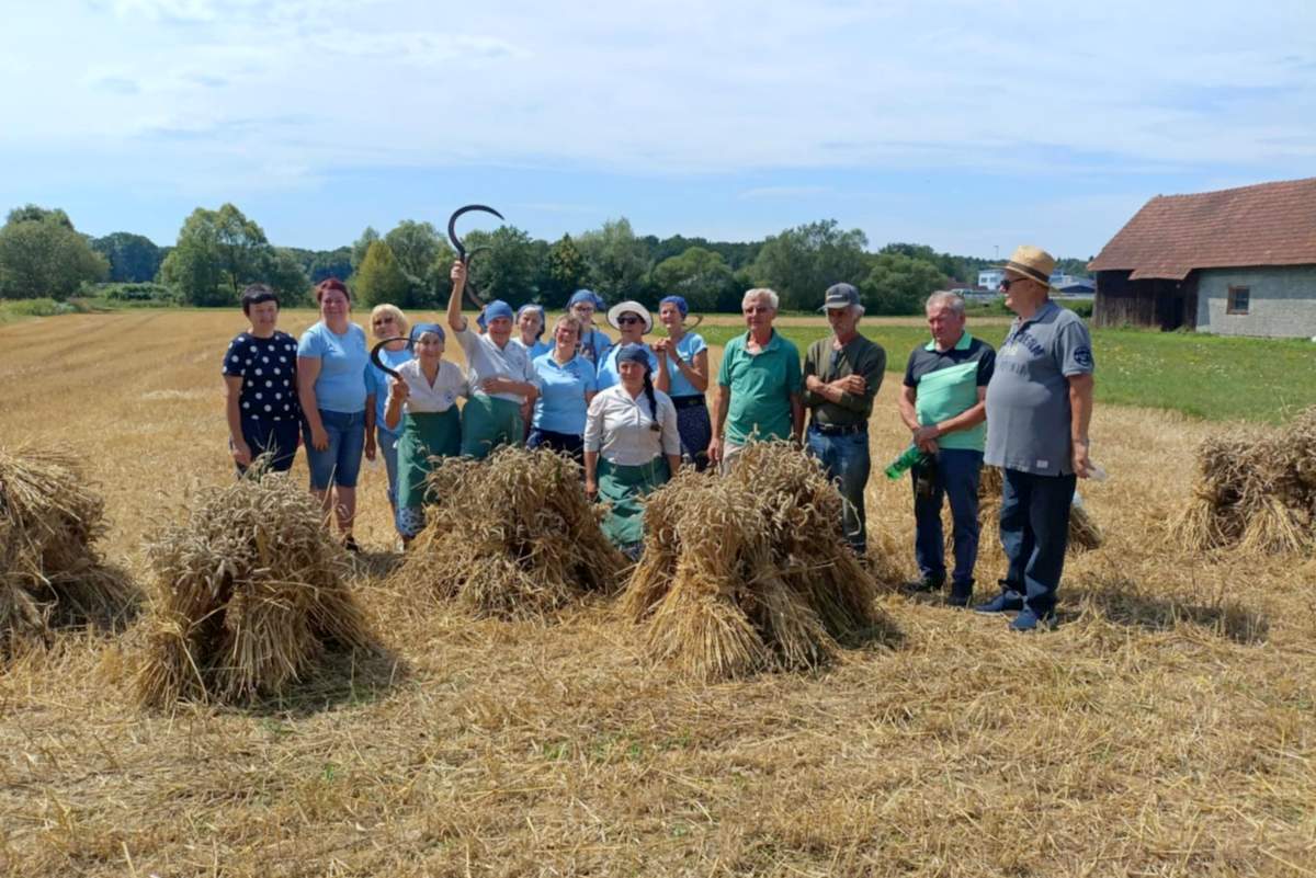 Ročna žetev pšenice