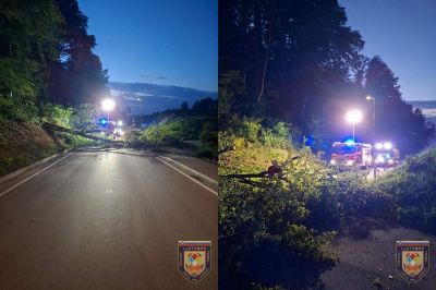 Na cesto se je podrlo drevo in onemogočilo promet