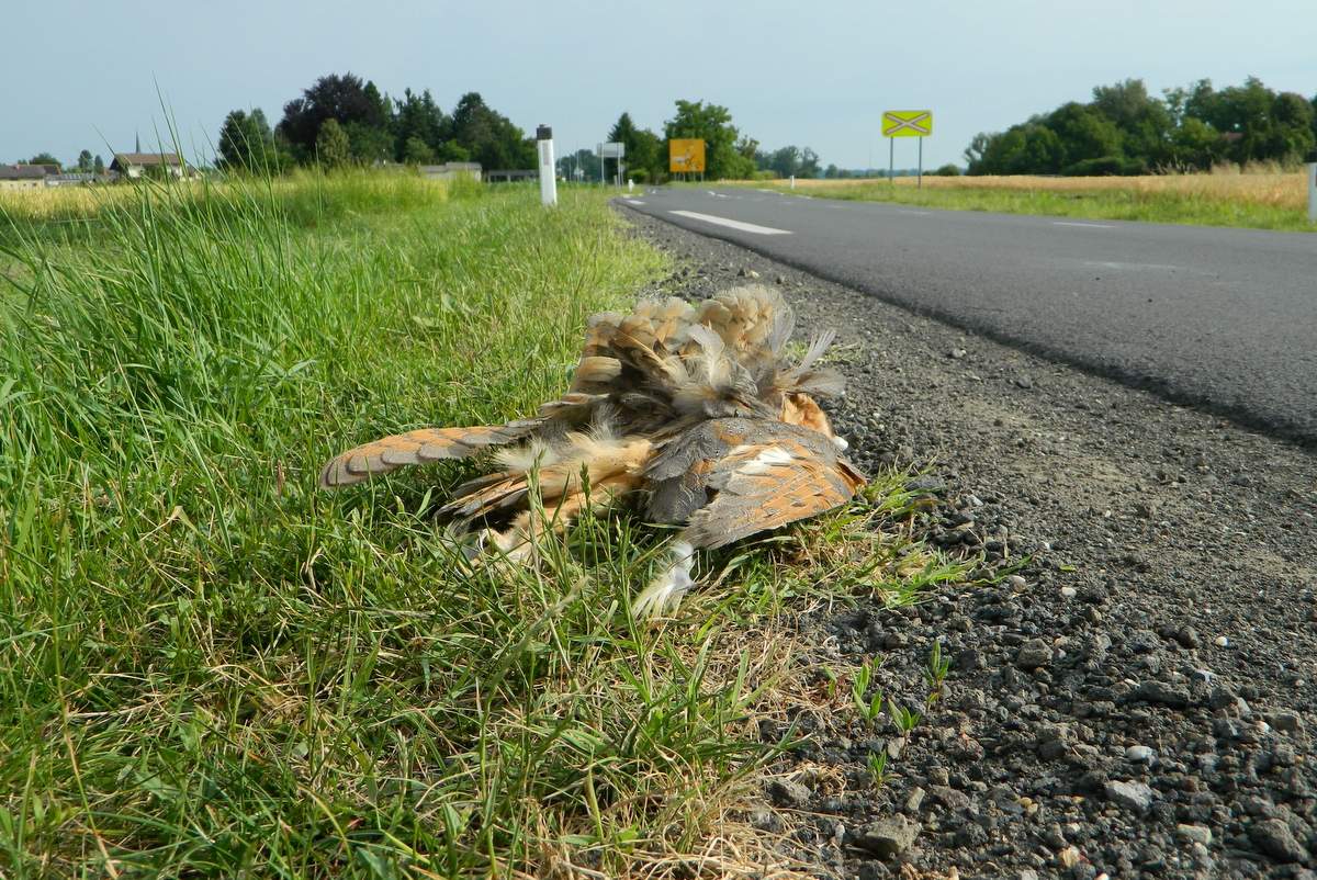Poginula pegasta sova ob cesti Poginula pegasta sova ob cesti