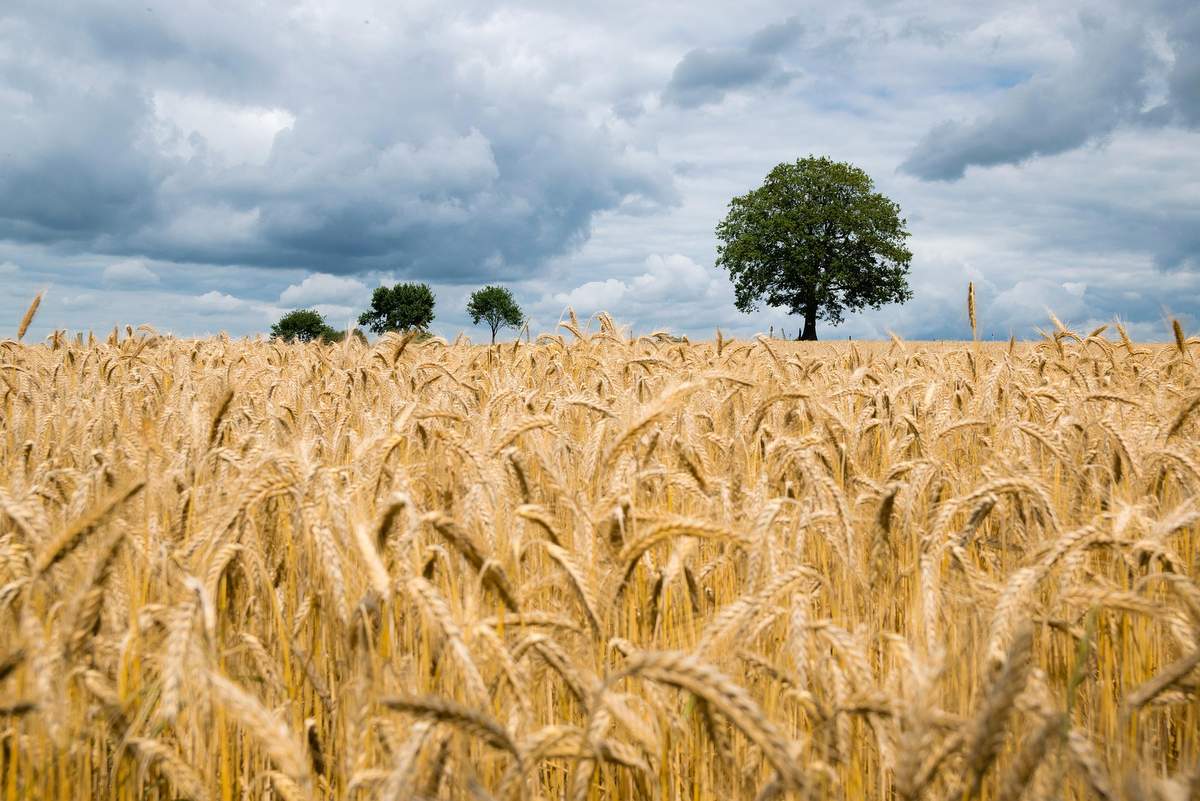 Višje odkupne cene pšenice, a stroški še vedno presegajo prihodke