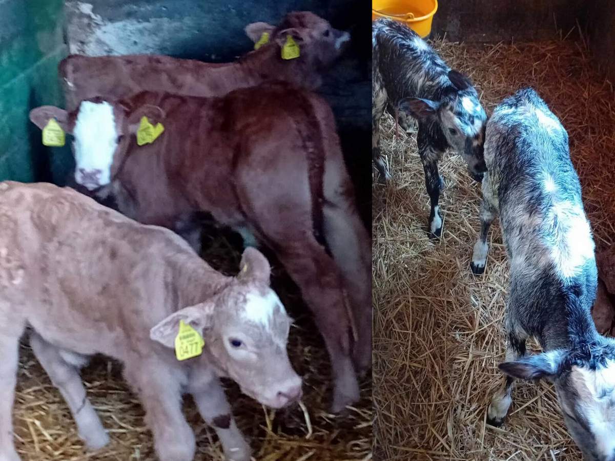 Trije telički izpred 14 dni in današnja skotitev