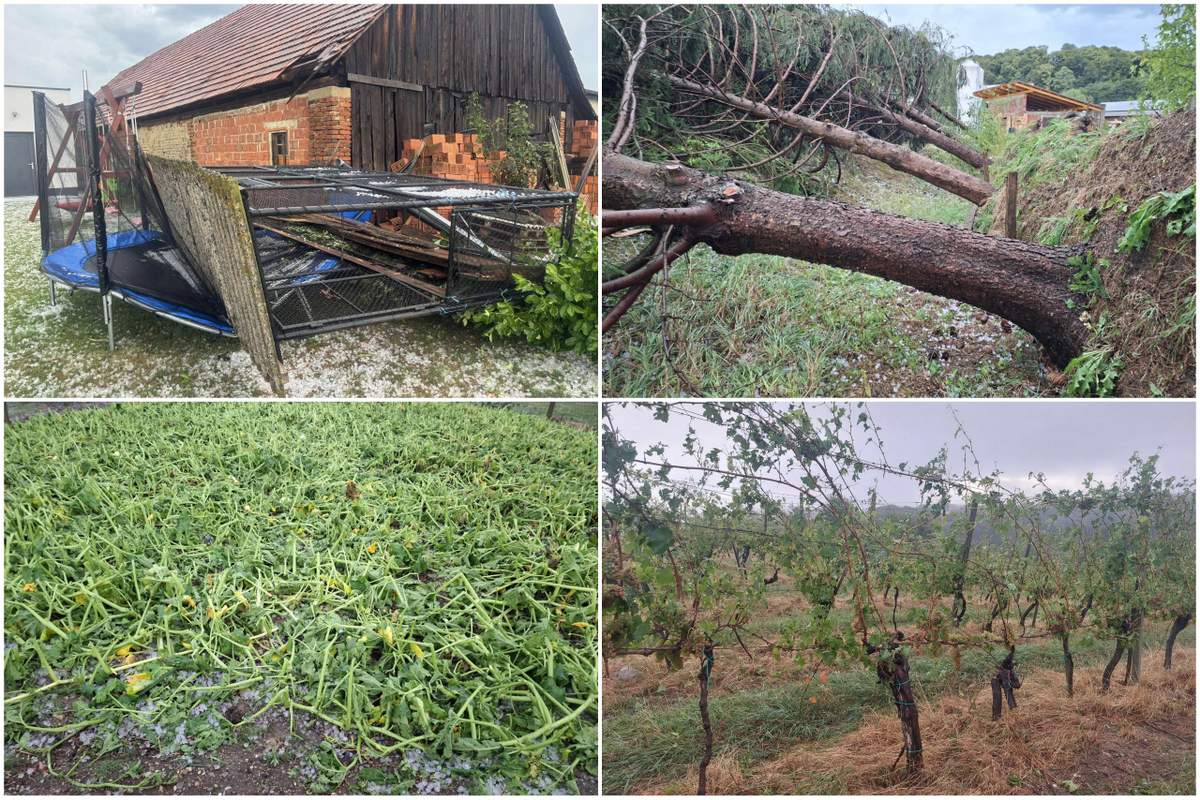 Neurje v Andražu v Slovenskih goricah