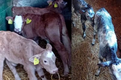 Trije telički izpred 14 dni in današnja skotitev