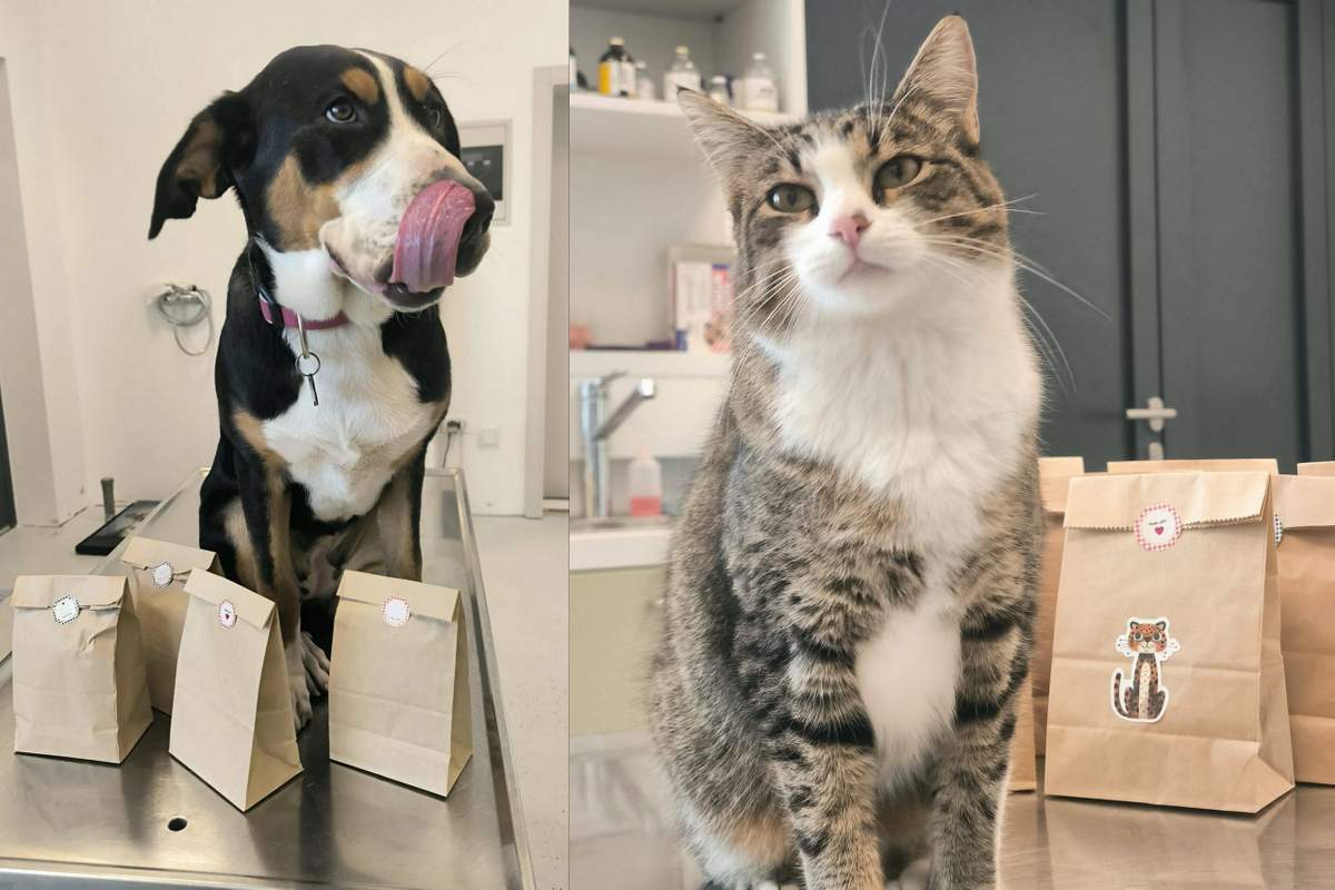 Akcija sterilizacij in kastracij