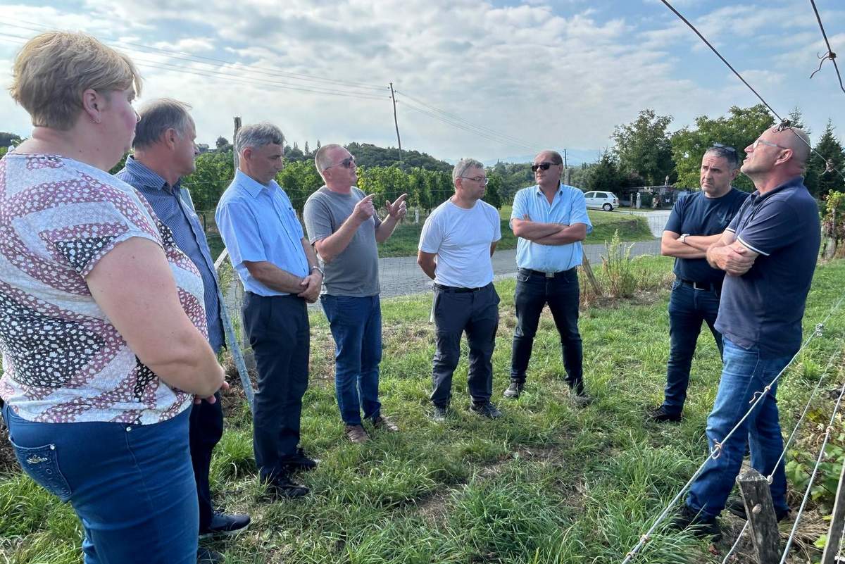 Terenski ogled škode v vinogradih, foto: Ministrstvo za kmetijstvo, gozdarstvo in prehrano