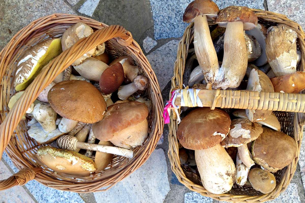 Gobe z območja Goričkega
