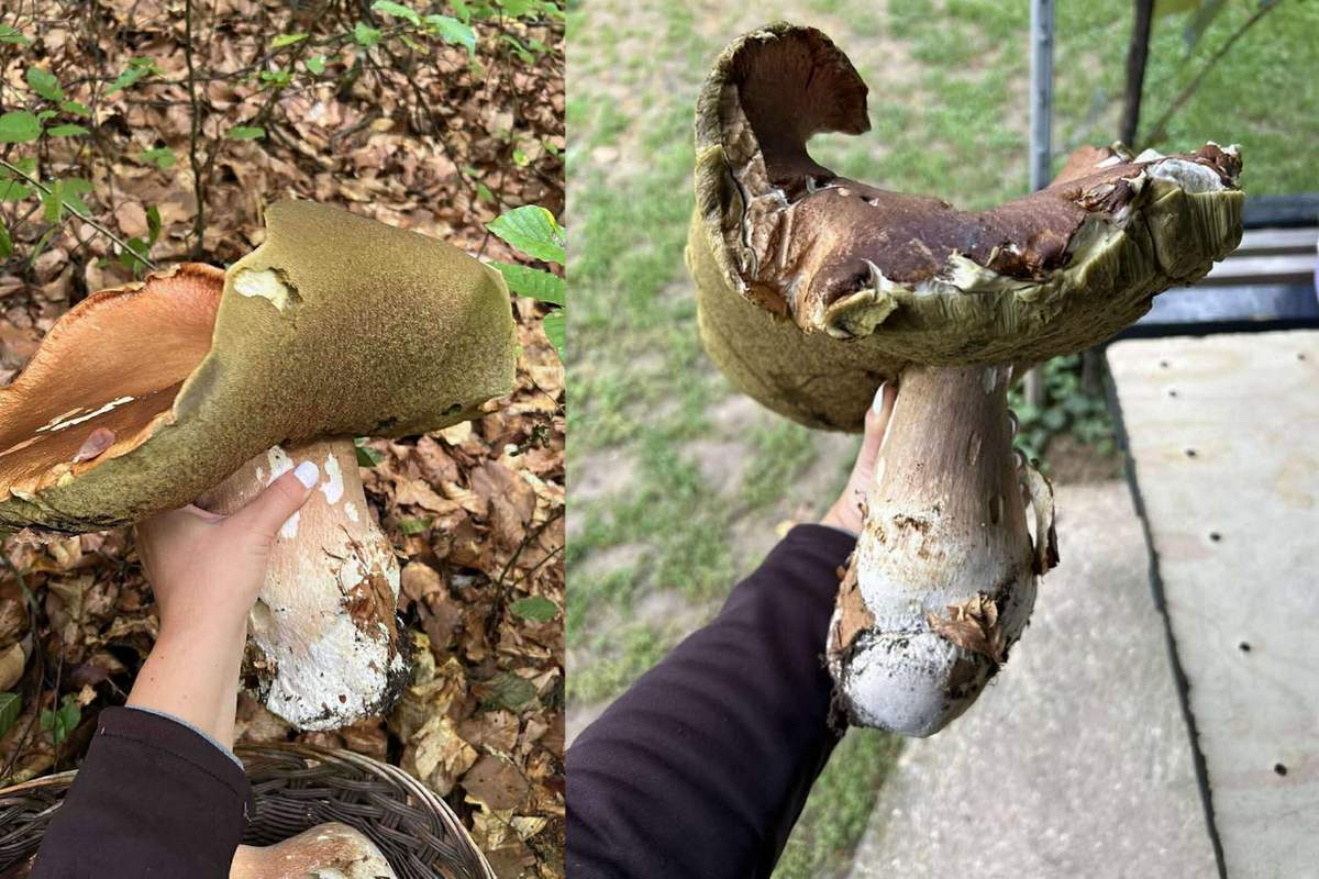 Jurček velikan, ki ga je v prleškem gozdu našla Samanta Jurček velikan, ki ga je v prleškem gozdu našla Samanta