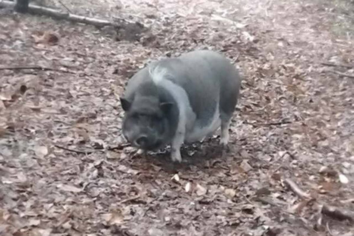 Pujs tava po Goričkem Pujs tava po Goričkem