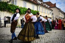 39. trgatev Najstarejše trte