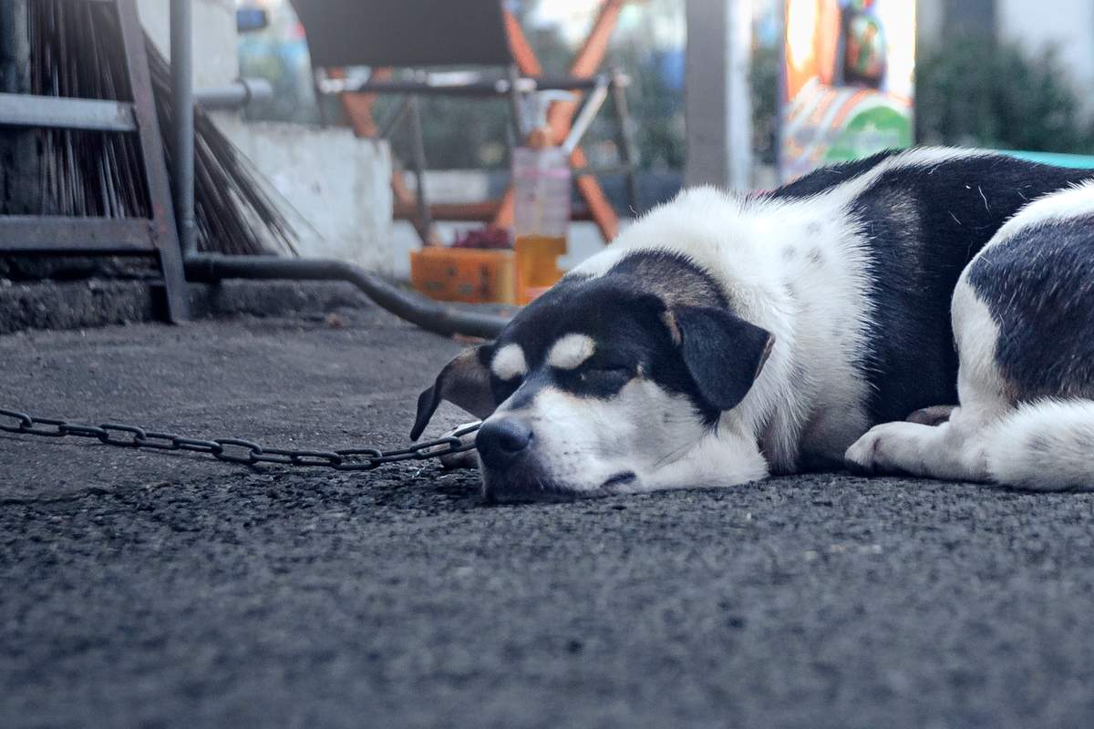 Psi ne bodo smeli biti več privezani Psi ne bodo smeli biti več privezani