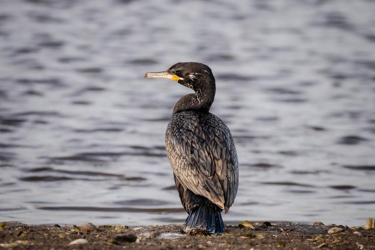 Kormoran Kormoran