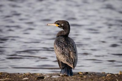 Kormoran
