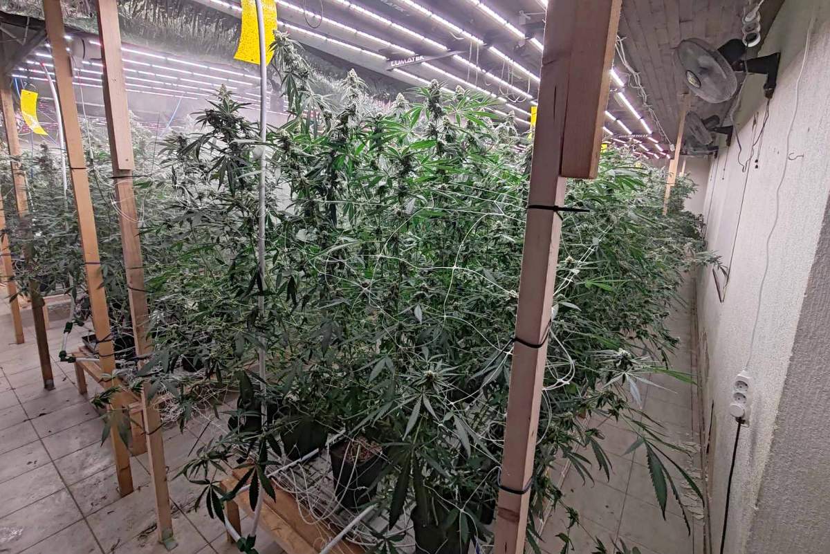 Odkrili so prirejen prostor za gojenje prepovedane droge konoplje