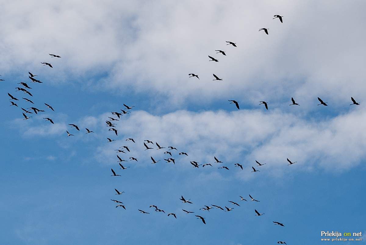 Jata žerjavov Jata žerjavov