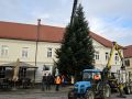 Postavljanje smreke v Ljutomeru
