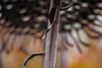 Jurakovo »Sončnično polje« v Vučji vasi