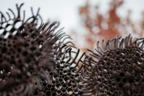 Jurakovo »Sončnično polje« v Vučji vasi