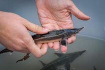 Podpis deklaracije goMURra