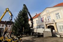 Postavljanje smreke v Ljutomeru