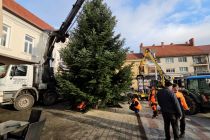 Postavljanje smreke v Ljutomeru