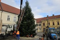 Postavljanje smreke v Ljutomeru