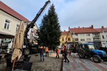 Postavljanje smreke v Ljutomeru
