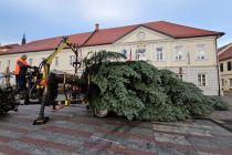 Postavljanje smreke v Ljutomeru