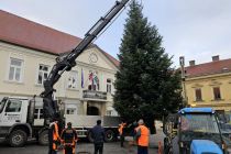 Postavljanje smreke v Ljutomeru