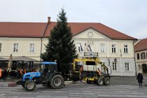 Postavljanje smreke v Ljutomeru