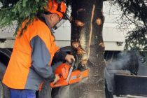 Postavljanje smreke v Ljutomeru