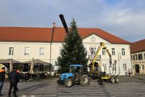 Postavljanje smreke v Ljutomeru