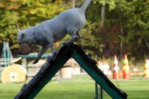 Športno kinološko društvo Ljutomer-Križevci