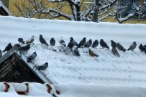 Zimska idila v Prlekiji