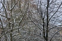 Zimska idila v Prlekiji