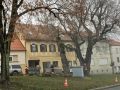 Podiranje dreves v Ljutomeru