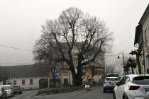 Podiranje dreves v Ljutomeru