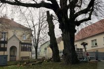 Podiranje dreves v Ljutomeru