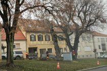 Podiranje dreves v Ljutomeru