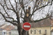 Podiranje dreves v Ljutomeru