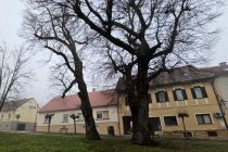 Podiranje dreves v Ljutomeru