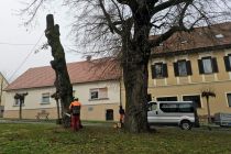 Podiranje dreves v Ljutomeru