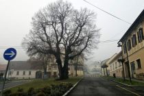 Podiranje dreves v Ljutomeru