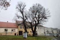 Podiranje dreves v Ljutomeru