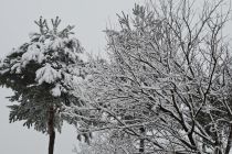 Sneg na božični dan