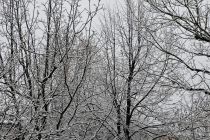 Sneg na božični dan